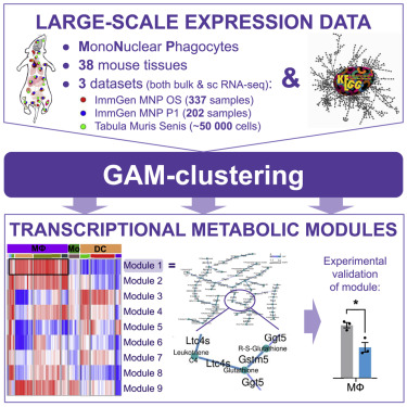 Network analysis of large-scale ImmGen and Tabula Muris datasets highlights metabolic diversity of tissue mononuclear phagocytes